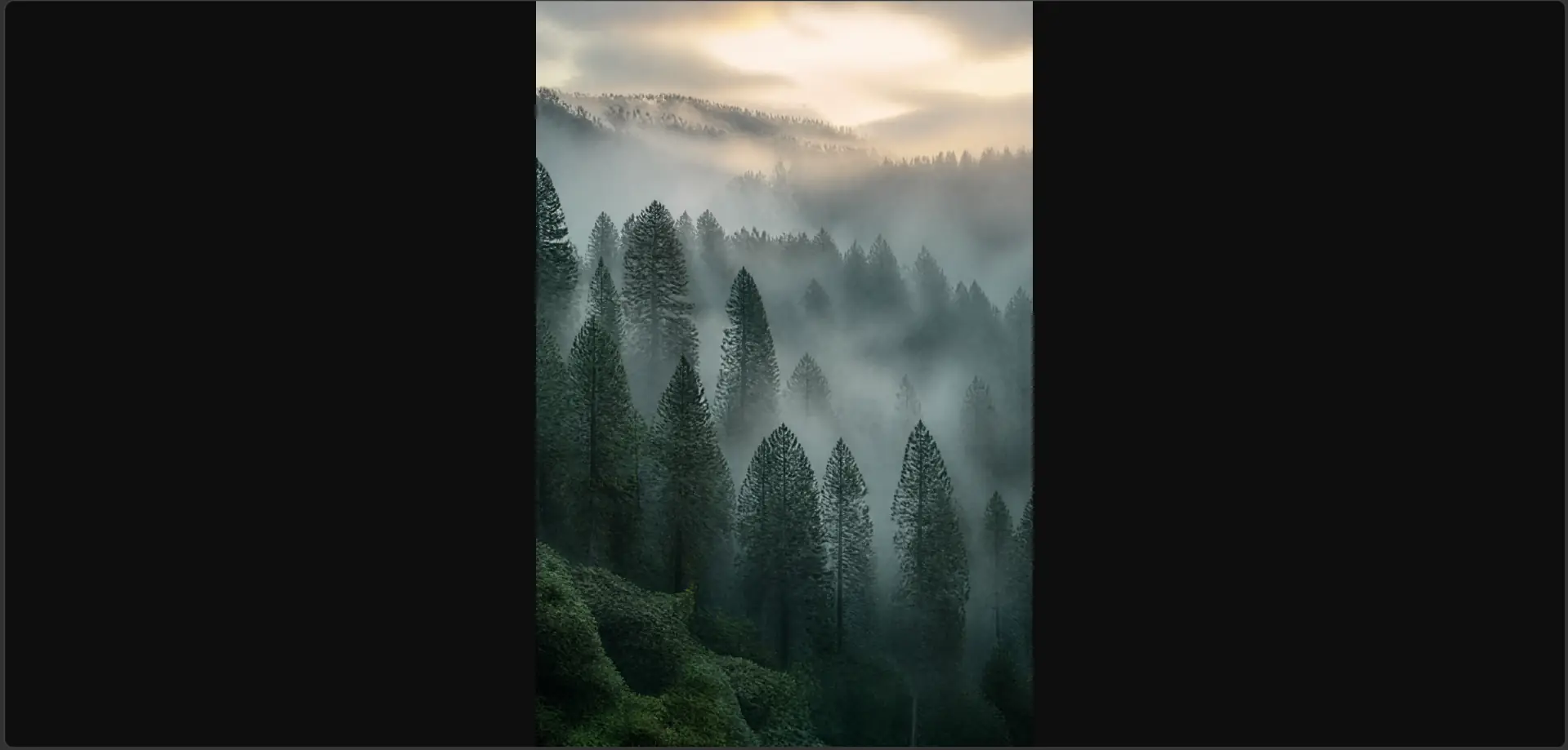 Misty Pine Forest Wall Art | Foggy Green Printable Digital Download | Moody Nature Landscape Home Decor Print